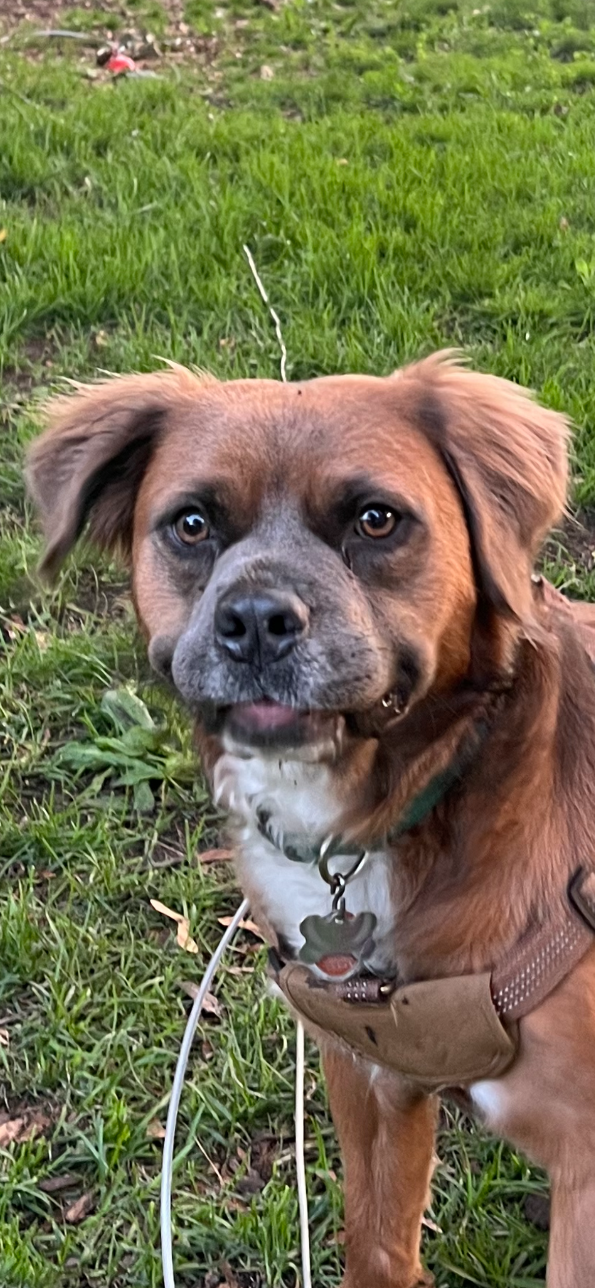 Paws for Teddy / PREORDER