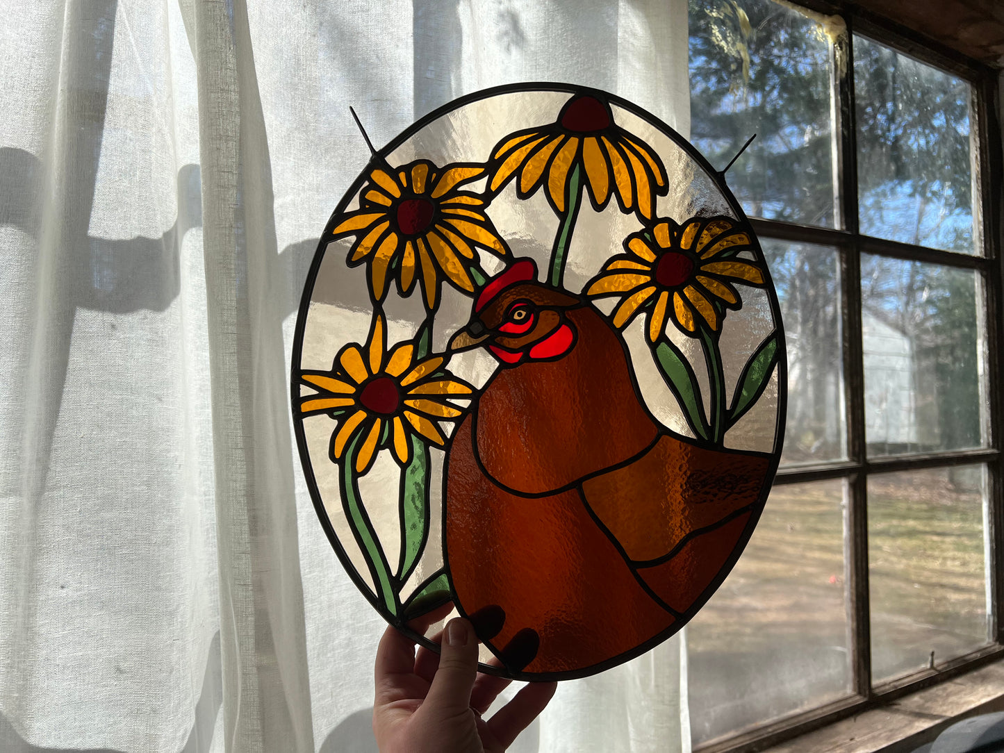 Black Eyed Susan Friend / Hen