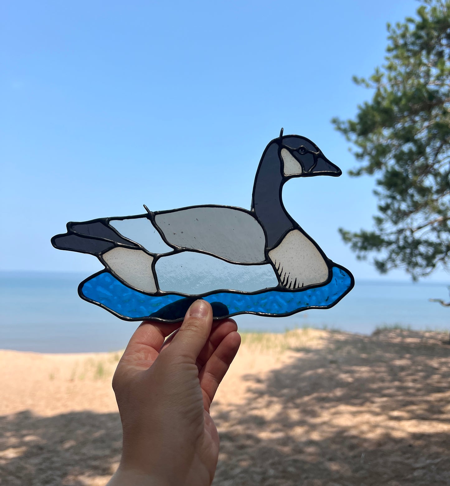 BIRDS! / Canada Goose