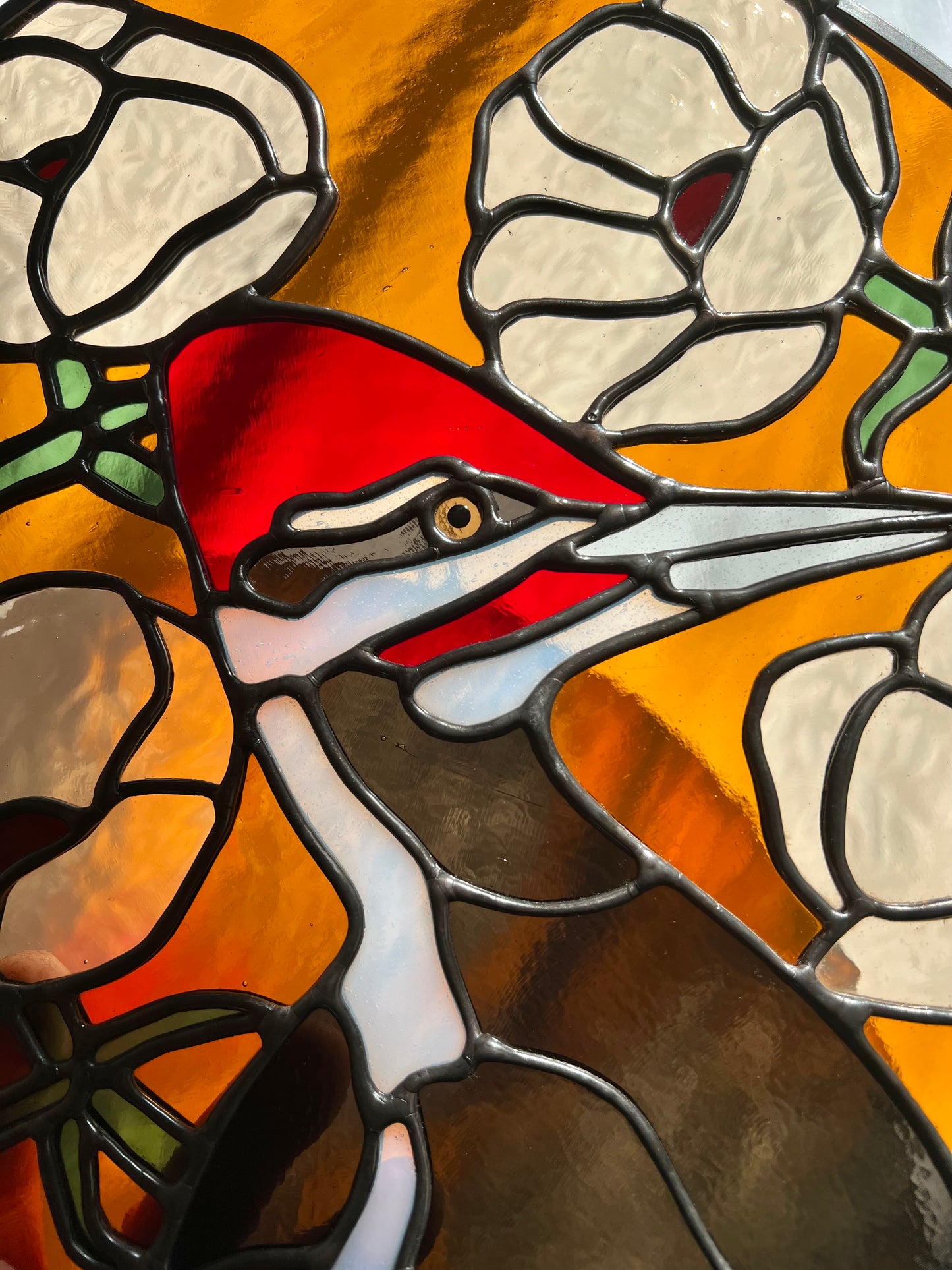 Anemone Friend / Pileated Woodpecker