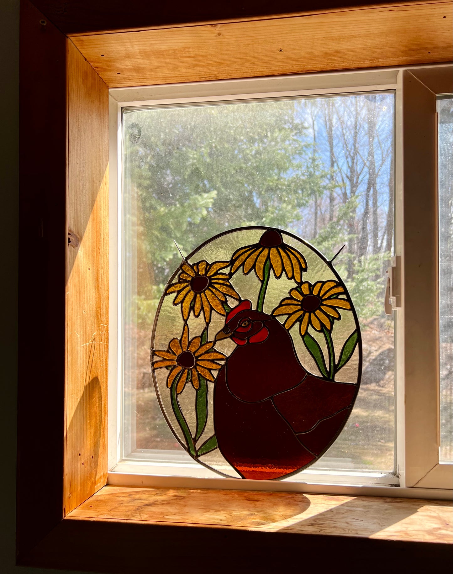 Black Eyed Susan Friend / Hen
