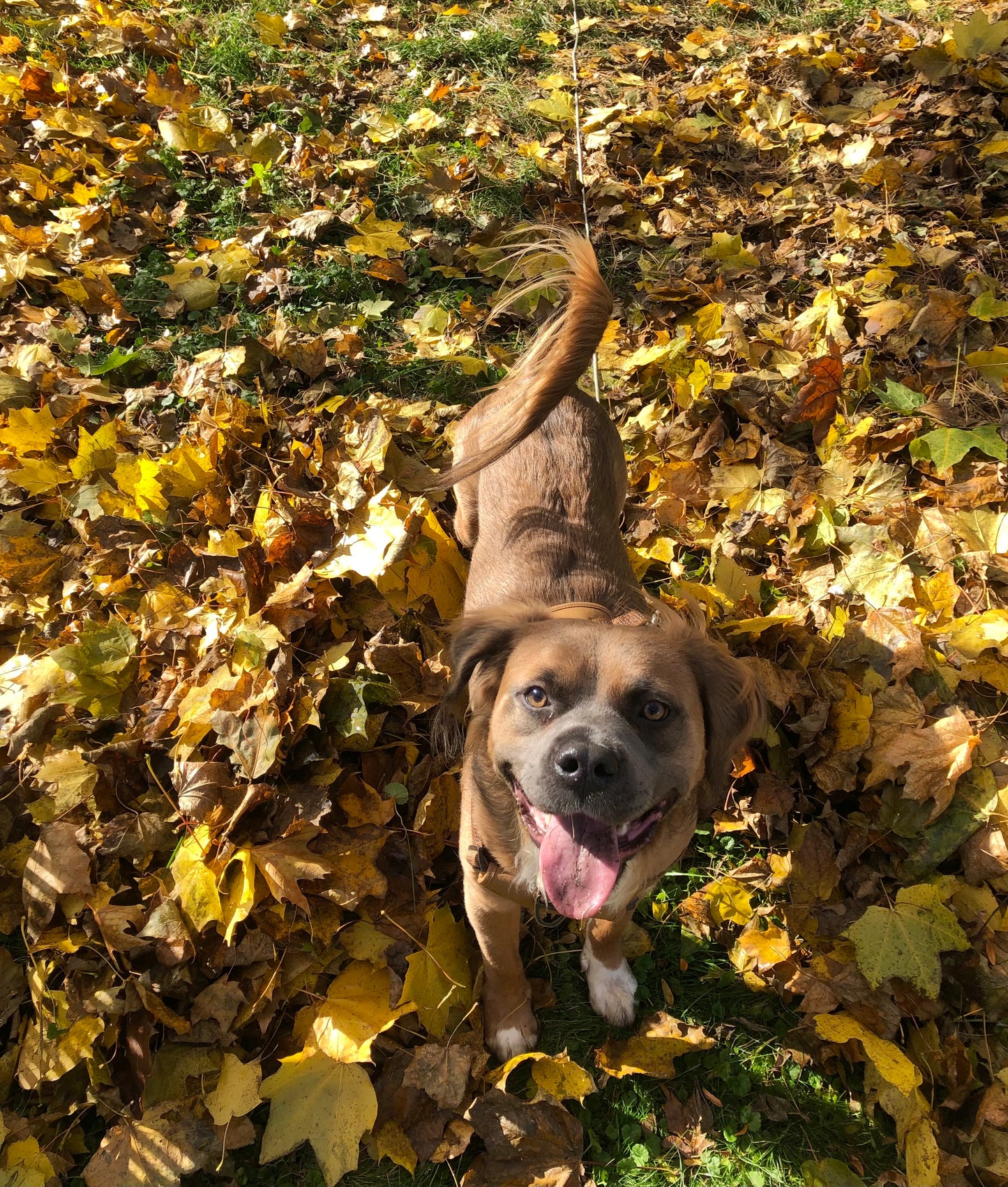 Paws for Teddy / PREORDER