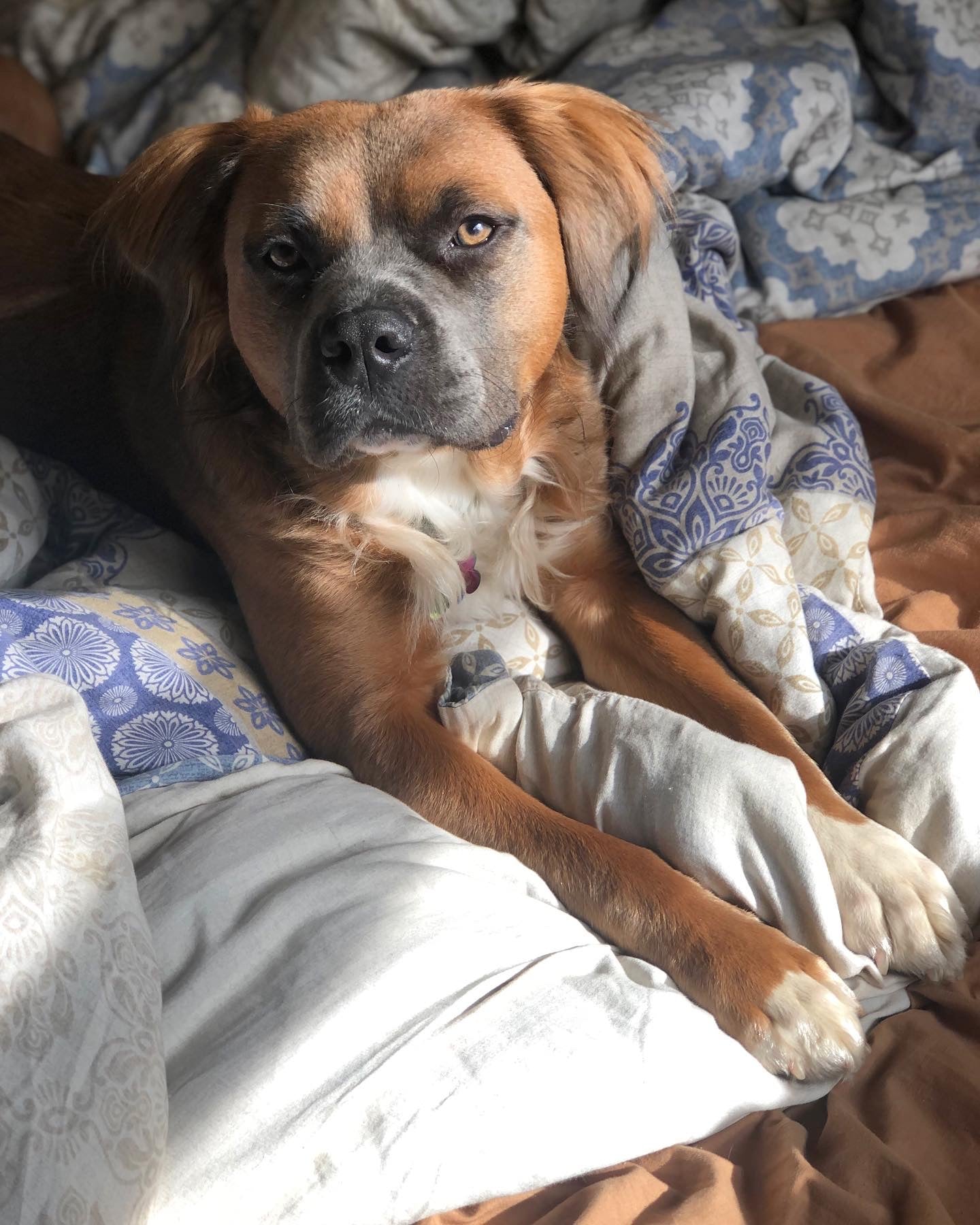 Paws for Teddy / PREORDER