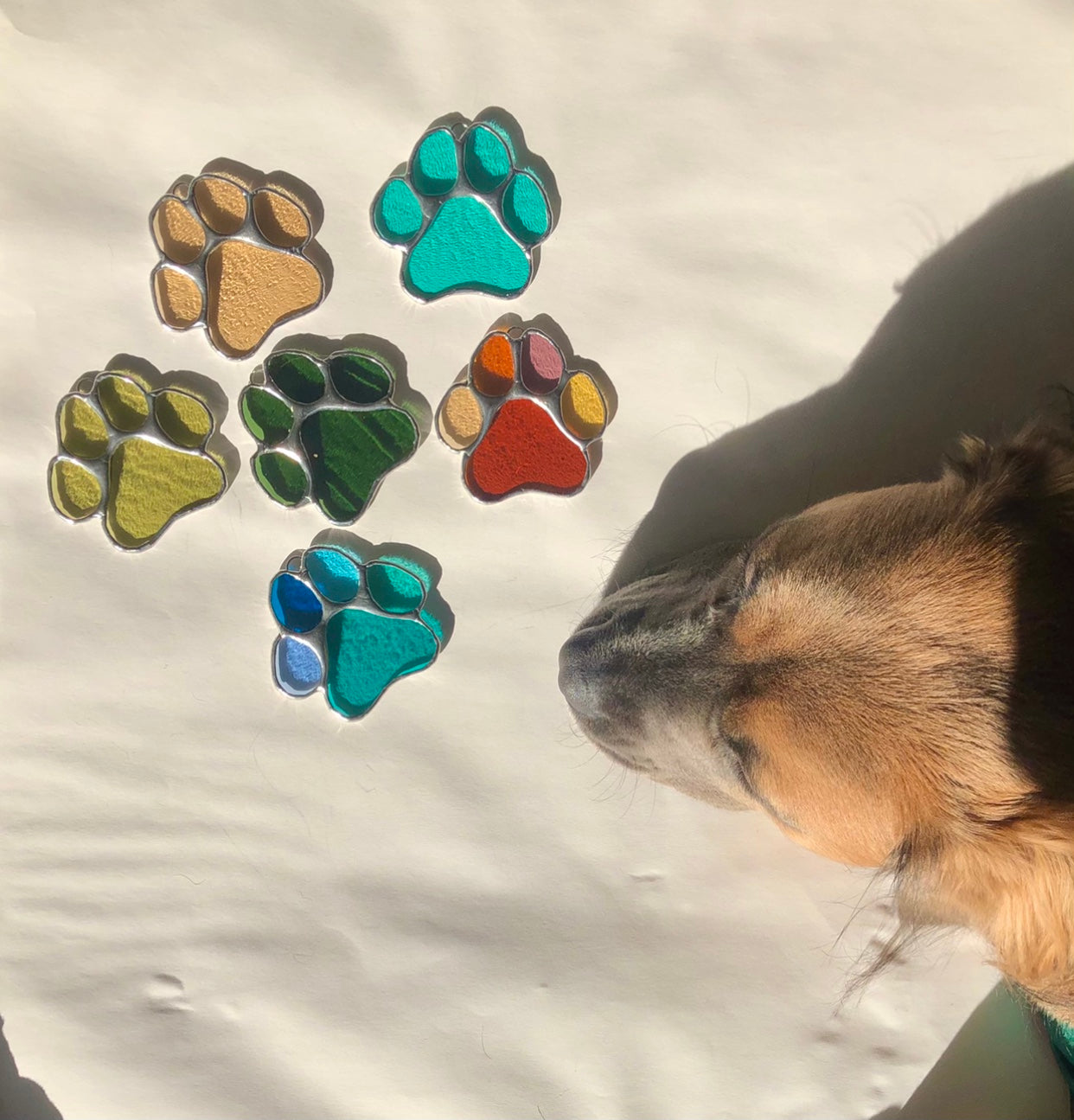 Paws for Teddy / PREORDER